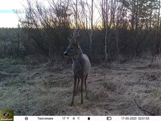 Fotocamera 4G KW895 con APP 2K FHD Video immagine 30MP impermeabile IP67 fino a 512GB di archiviazione per la ricerca sulla fauna selvatica