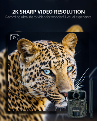 Telecamera senza fili per la caccia e l'osservazione della fauna selvatica con tecnologia infrarossa flash