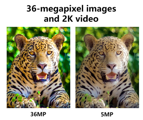 Telecamera di caccia wireless cellulare 4G KW897 integrata in scheda SIM 36MP cattura video 2K con 30fps con doppie antenne per la fauna selvatica