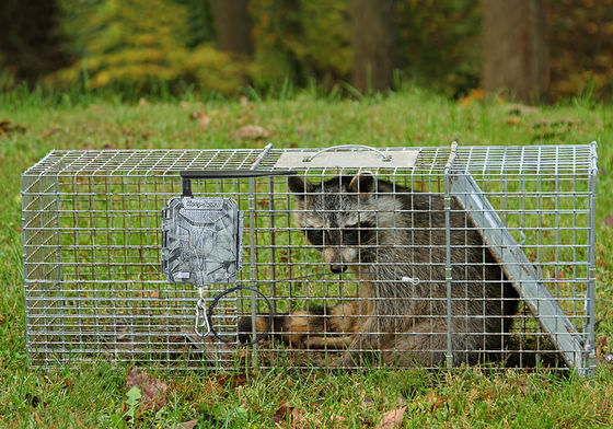 Telecamere da caccia HD wireless