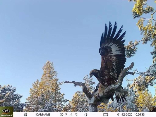 videocamera game&trail High-End per 4G videocamera da caccia KW896 con antenna 100ft Night Range 32MP