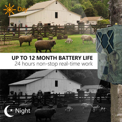 Sperimenta Prestazioni Ineguagliabili con la Fotocamera Trail 4G: La Soluzione Perfetta per il Monitoraggio della Fauna Selvatica