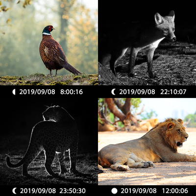 Fotocamera nascosta a doppio obiettivo KW696 OEM/ODM 0.4s trigger 1080P/30MP impermeabile IP67 100ft gamma notturna per la caccia alla fauna selvatica