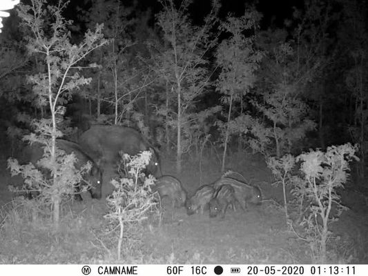 Fotocamera di caccia IP67 senza bagliore con supporto per microobiettivo da 450 mm e fotocamere di caccia HD a intervallo da 1s a 60 m