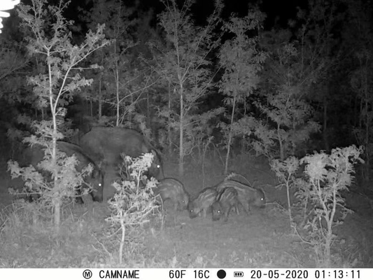 Trail Camera ODM/OEM KW571 impermeabile IP67 Sensore CMOS senza lucentezza 30MP foto 1080P 0,25s velocità di attivazione visione notturna