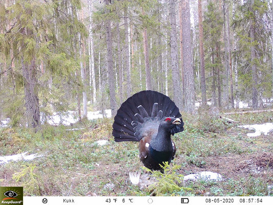 Macchina fotografica di alta risoluzione della fauna selvatica 4g, macchina fotografica della traccia di visione notturna 4g Lte