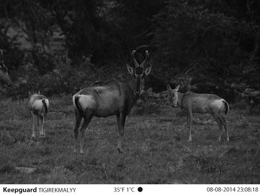 Macchina fotografica piena della traccia di visione notturna della macchina fotografica dei giochi di HD 1080P 12MP Stealth Cam Hunting