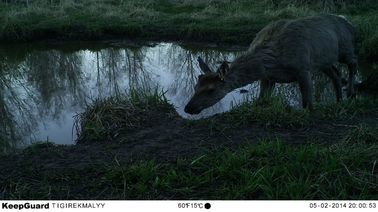 Piccole approvazioni infrarosse delle macchine fotografiche WEEE del gioco della traccia della macchina fotografica della fauna selvatica di notte e di giorno