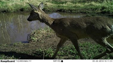 Piccole approvazioni infrarosse delle macchine fotografiche WEEE del gioco della traccia della macchina fotografica della fauna selvatica di notte e di giorno